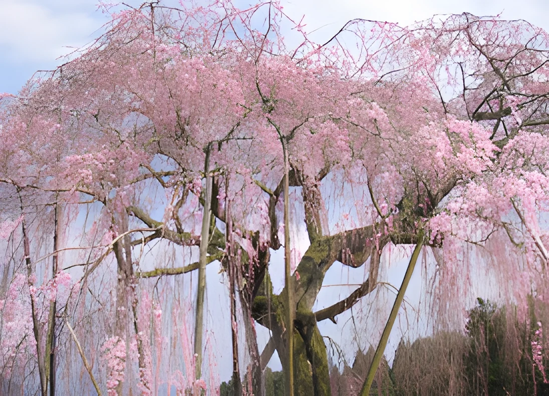 桜