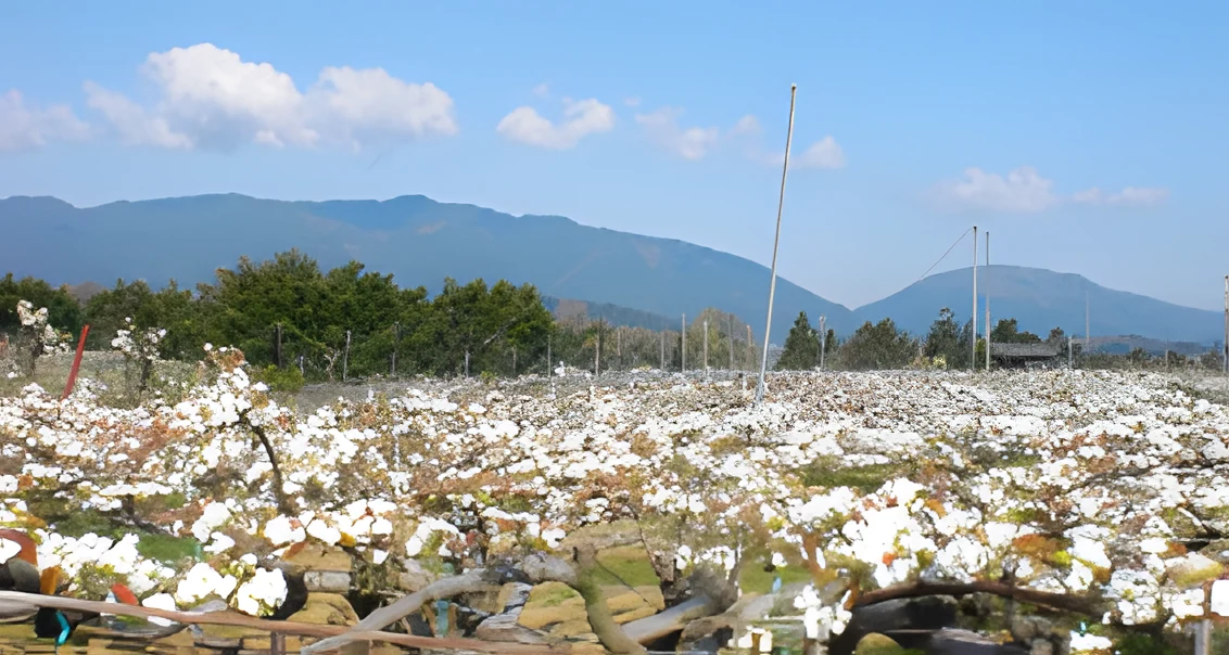 梨園