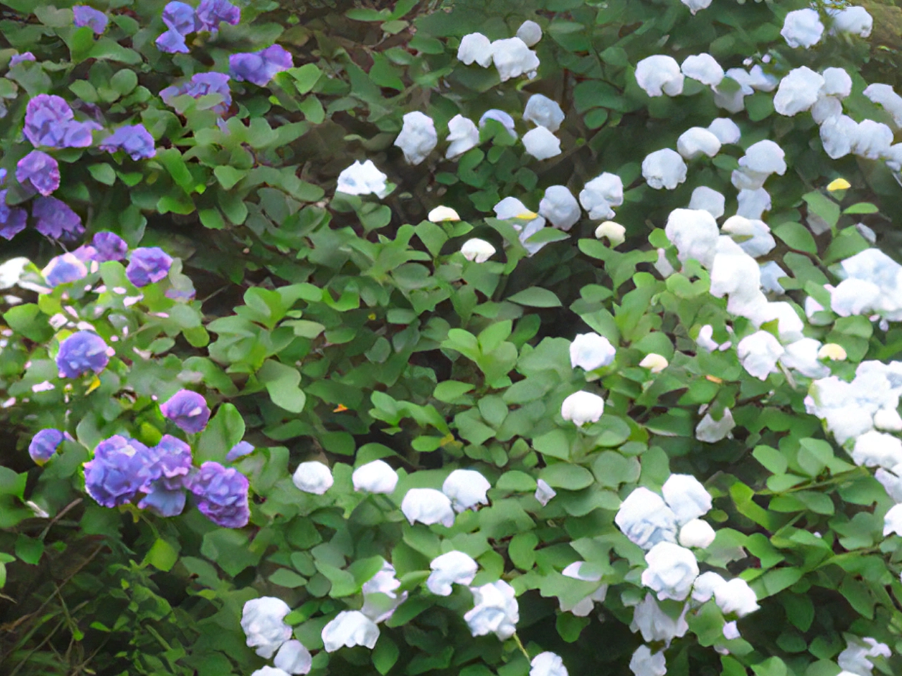 紫陽花
